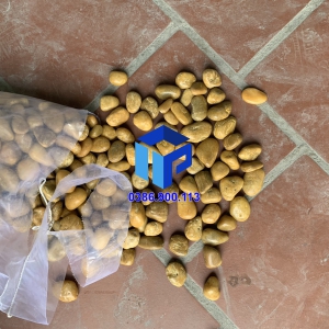 SỎI VÀNG BÓNG XUẤT KHẨU