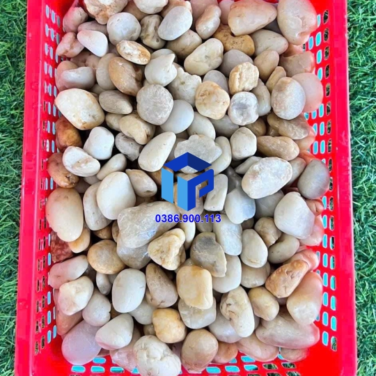 Sỏi vàng ngà hà nội