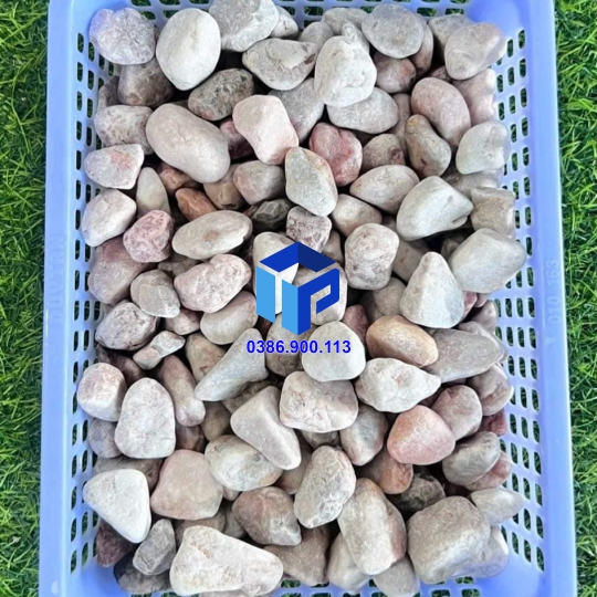SỎI HỒNG VÒ TRANG TRÍ